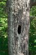 Mossy tree with hollow