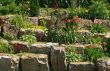 Flowering garden on stones
