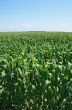Green summer cornfield