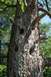 Mossy tree with many hollows