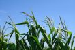 Green corn plants