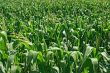 Green cornfield background