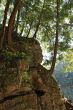 Trees growing on a rocky mountain slope