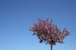 Blooming plum tree and blue sky
