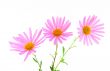 Three magenta gerbera daisies