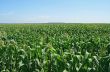 Green cornfield under the blue sky