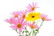 Beautiful pink and yellow flowers