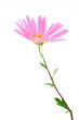 Delicate gerbera daisy
