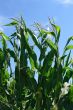 Green corn plants and blue sky