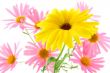 Sunny yellow flower
