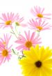 Yellow and pink gerbera daisies