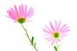 Pink gerbera daisies