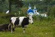 Cow and church