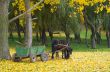  horse in autumn forest