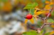 dogrose berry closeup