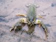 Crayfish On The River-Bank