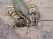 Crayfish On The River-Bank
