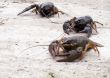 Three crawfishes on lightgray background