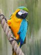 Parrot, Blue-and-gold Macaw