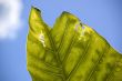 Real leaf