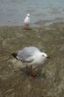Two sea gulls talking