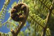 Koru - new leaf and life