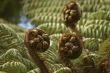 Silvern fern new leaves - koru