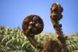 Koru - NZ silver fern new leaf.