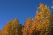 Yellow autumn trees