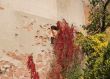 Vines on Old Wall
