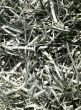 Painted grass on a playing field