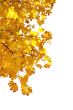 Branch of autumn leaves on white background