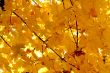 Orange leaves of Autumn