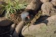 Gallinula chloropus