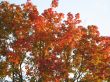autumn scene: coloured leaves