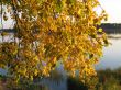 autumn scene: coloured leaves