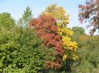 autumn scene: coloured leaves