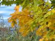 autumn scene: coloured leaves