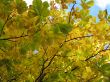 autumn scene: coloured leaves