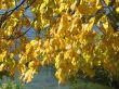 autumn scene: coloured leaves