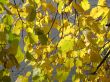autumn scene: coloured leaves