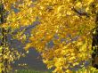 autumn scene: coloured leaves
