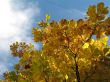 autumn scene: coloured leaves