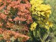 autumn scene: coloured leaves