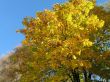 autumn scene: coloured leaves