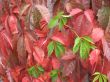 autumn scene: coloured leaves