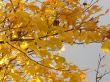 autumn scene: coloured leaves