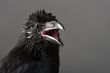 raven