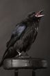 raven