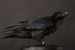 raven